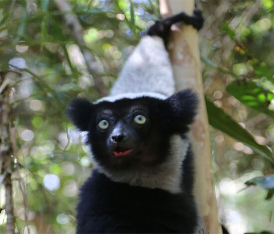 The Lengendary Indri-Indri 3 days